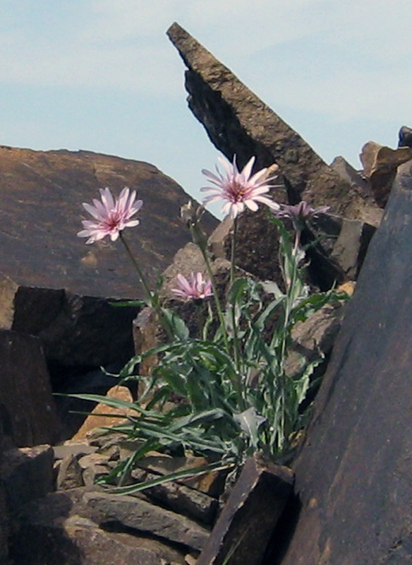 Изображение особи Tragopogon marginifolius.