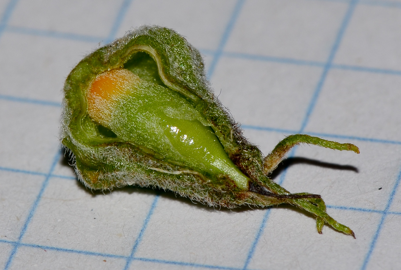 Image of Cordia parvifolia specimen.