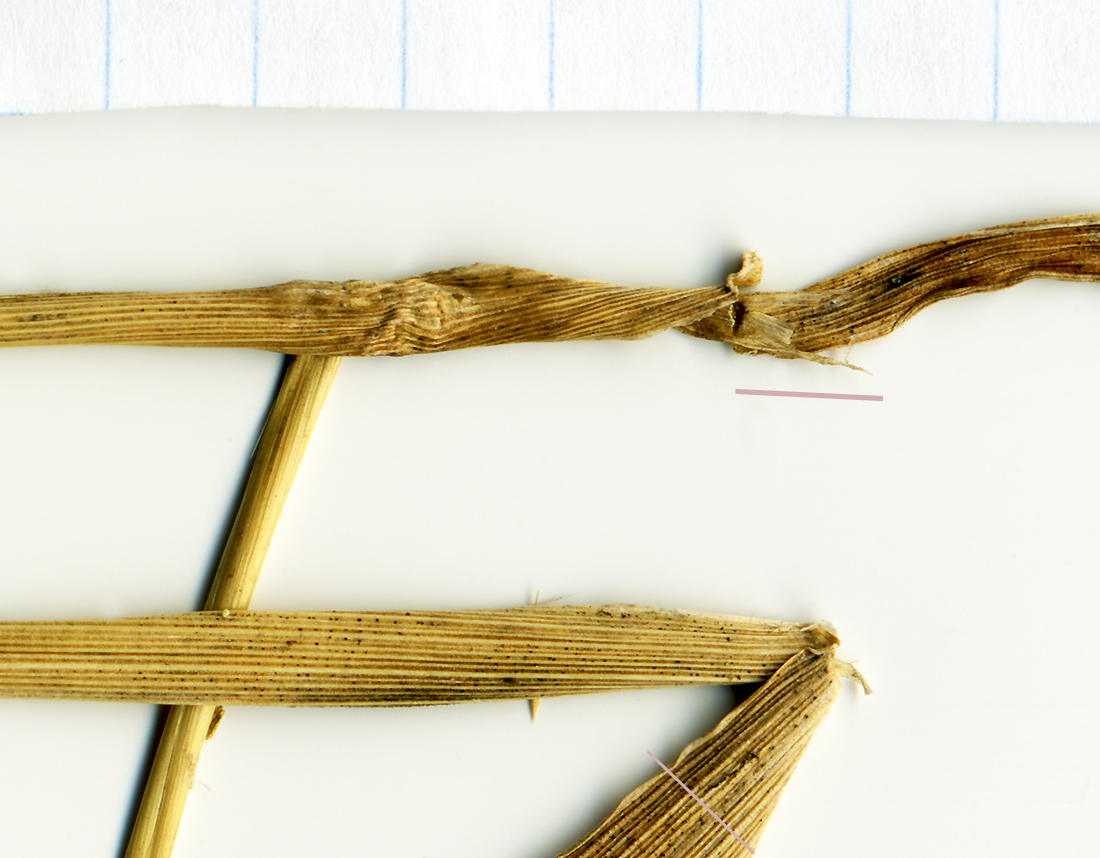 Image of Agrostis gigantea specimen.