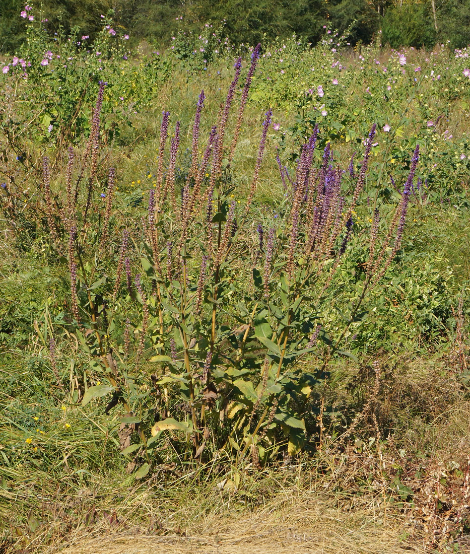 Image of Salvia deserta specimen.