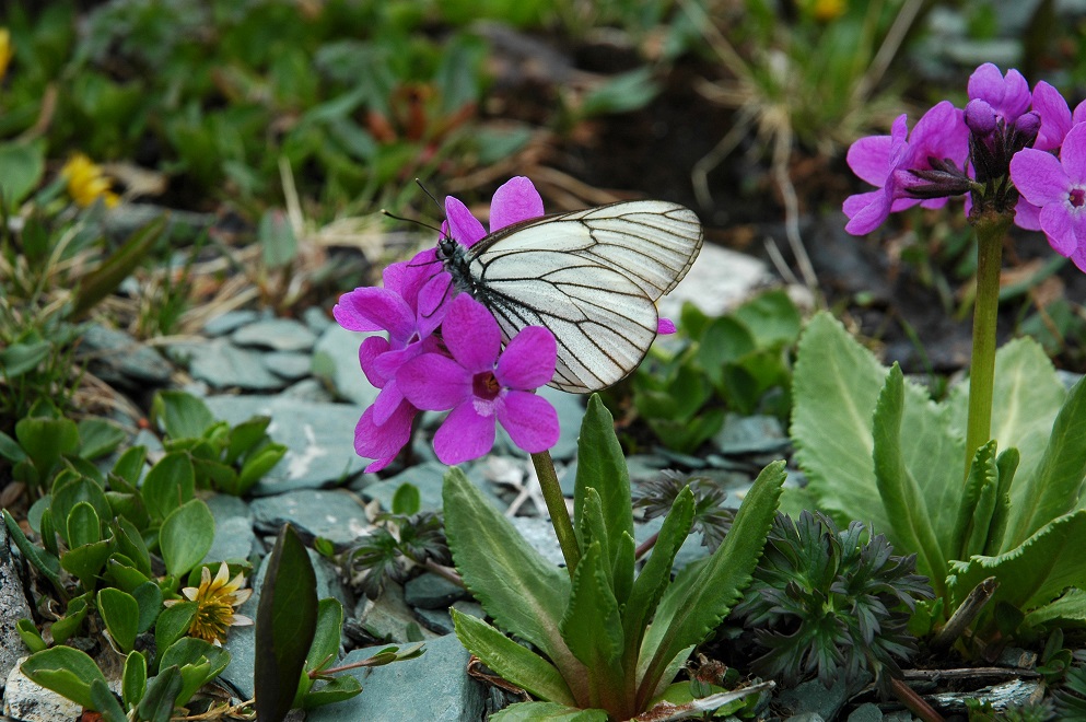 Image of Primula nivalis specimen.