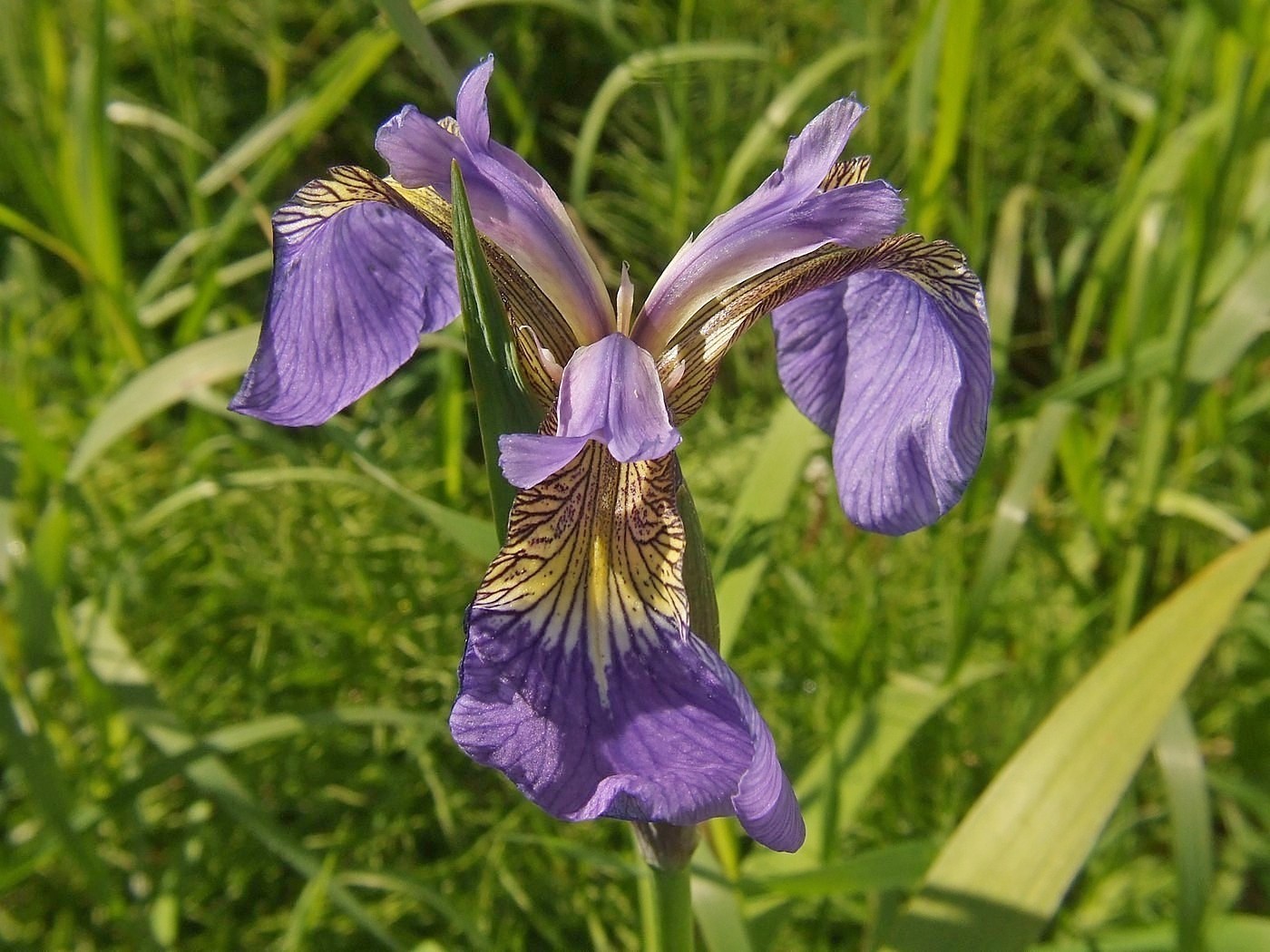 Image of Iris setosa specimen.