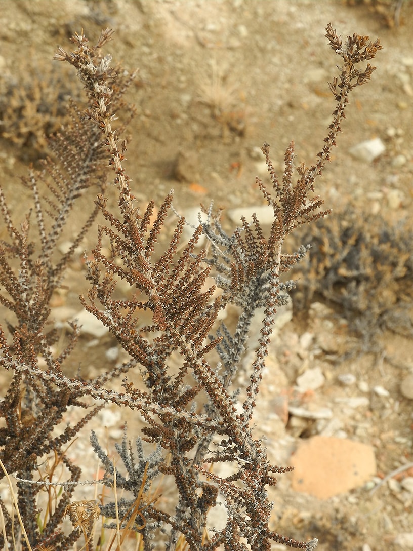 Image of Mulguraea tridens specimen.