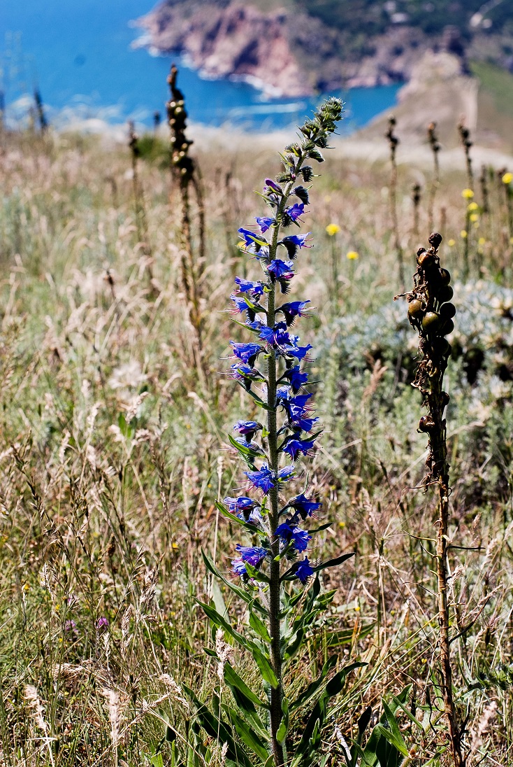 Image of Echium vulgare specimen.