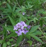 Cardamine pentaphyllos