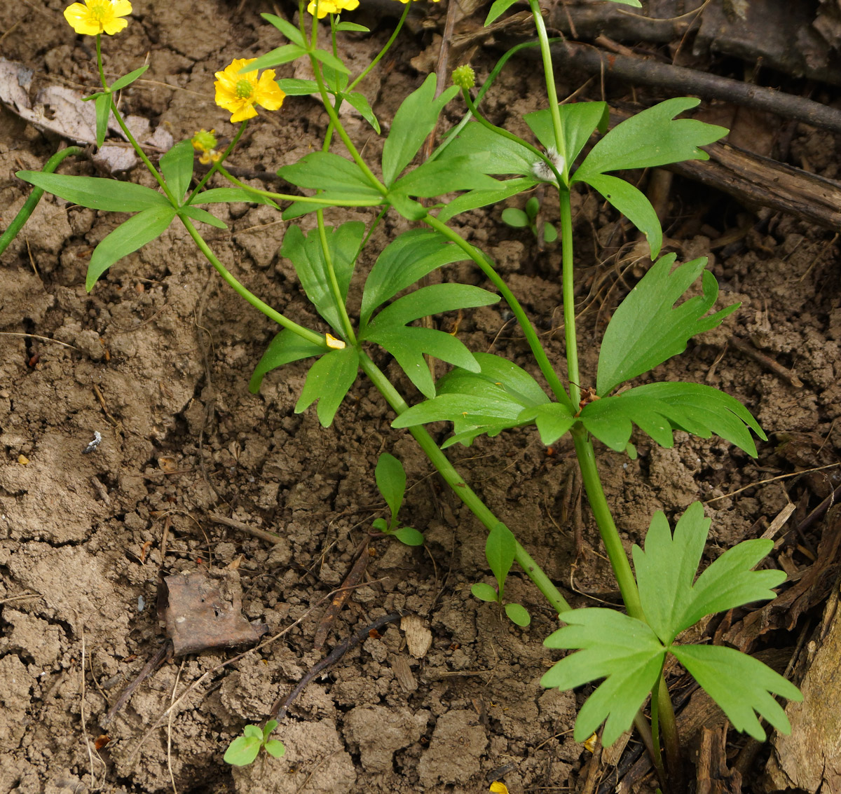 Image of genus Ranunculus specimen.