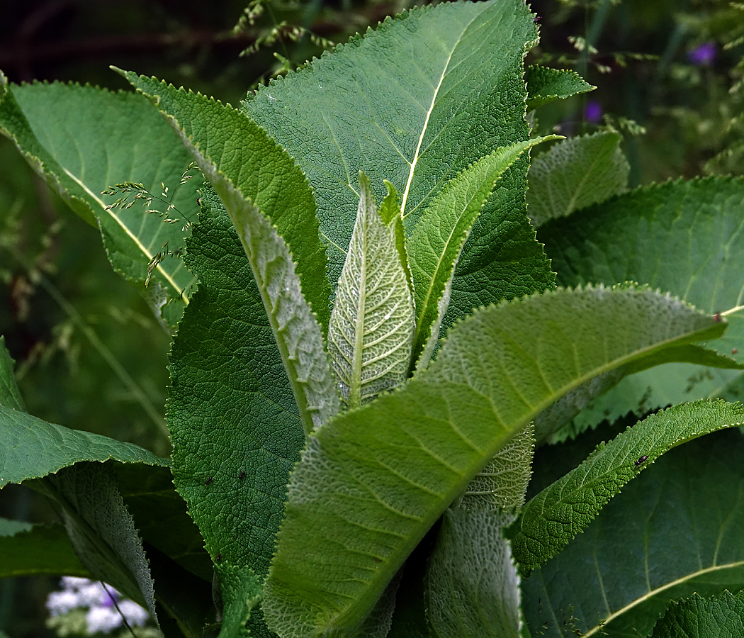 Image of Inula helenium specimen.