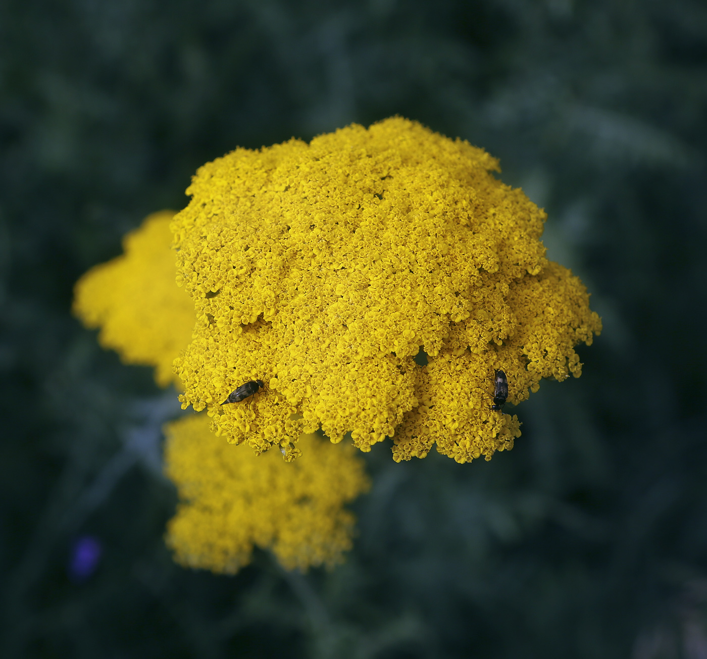 Image of Achillea filipendulina specimen.