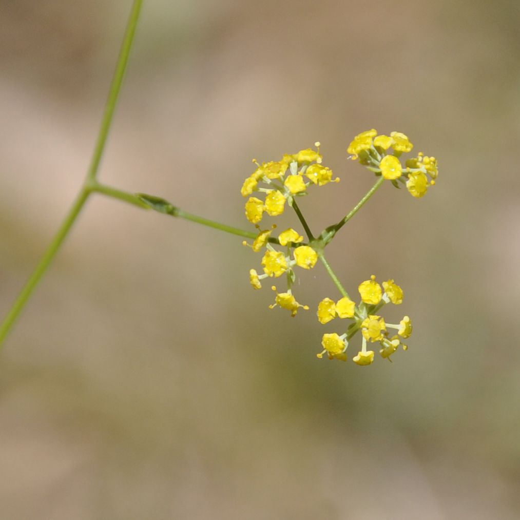 Image of Bupleurum exaltatum specimen.