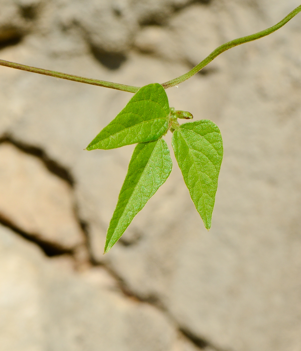 Изображение особи Vigna speciosa.