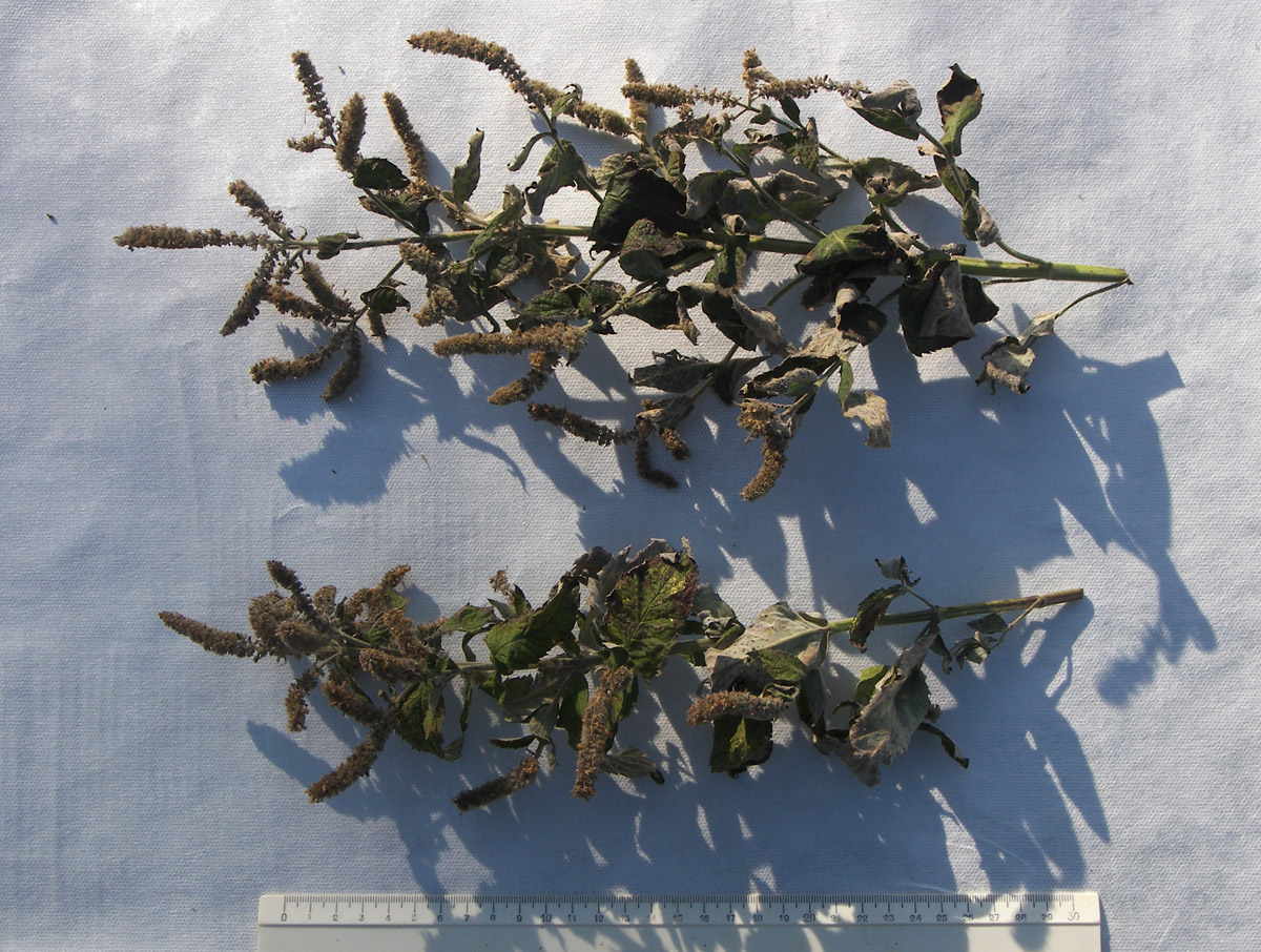 Изображение особи Mentha longifolia.