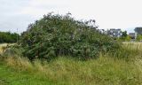 Buddleja davidii