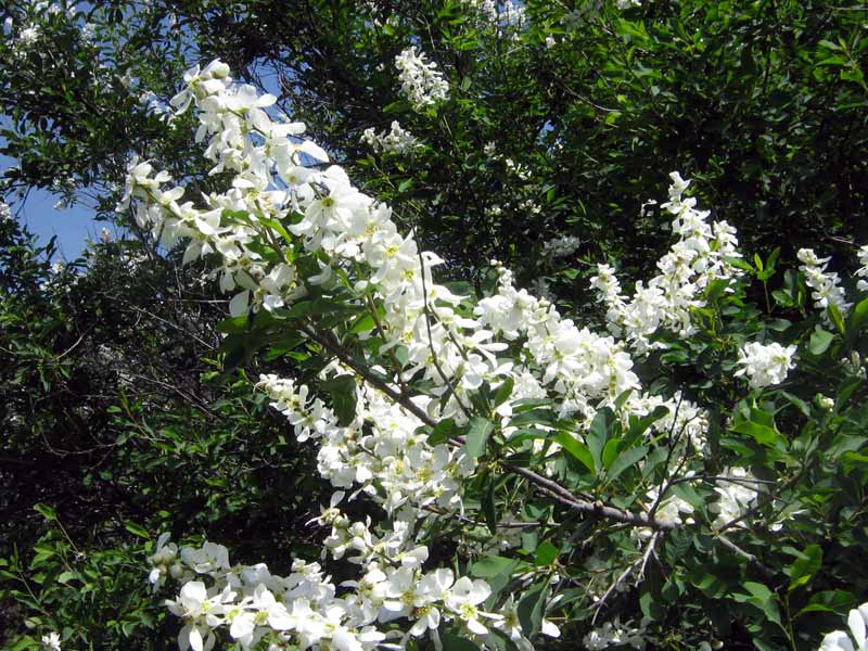 Image of Exochorda tianschanica specimen.