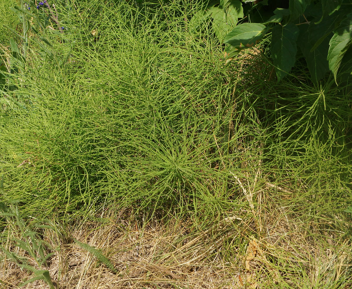 Image of Equisetum arvense specimen.