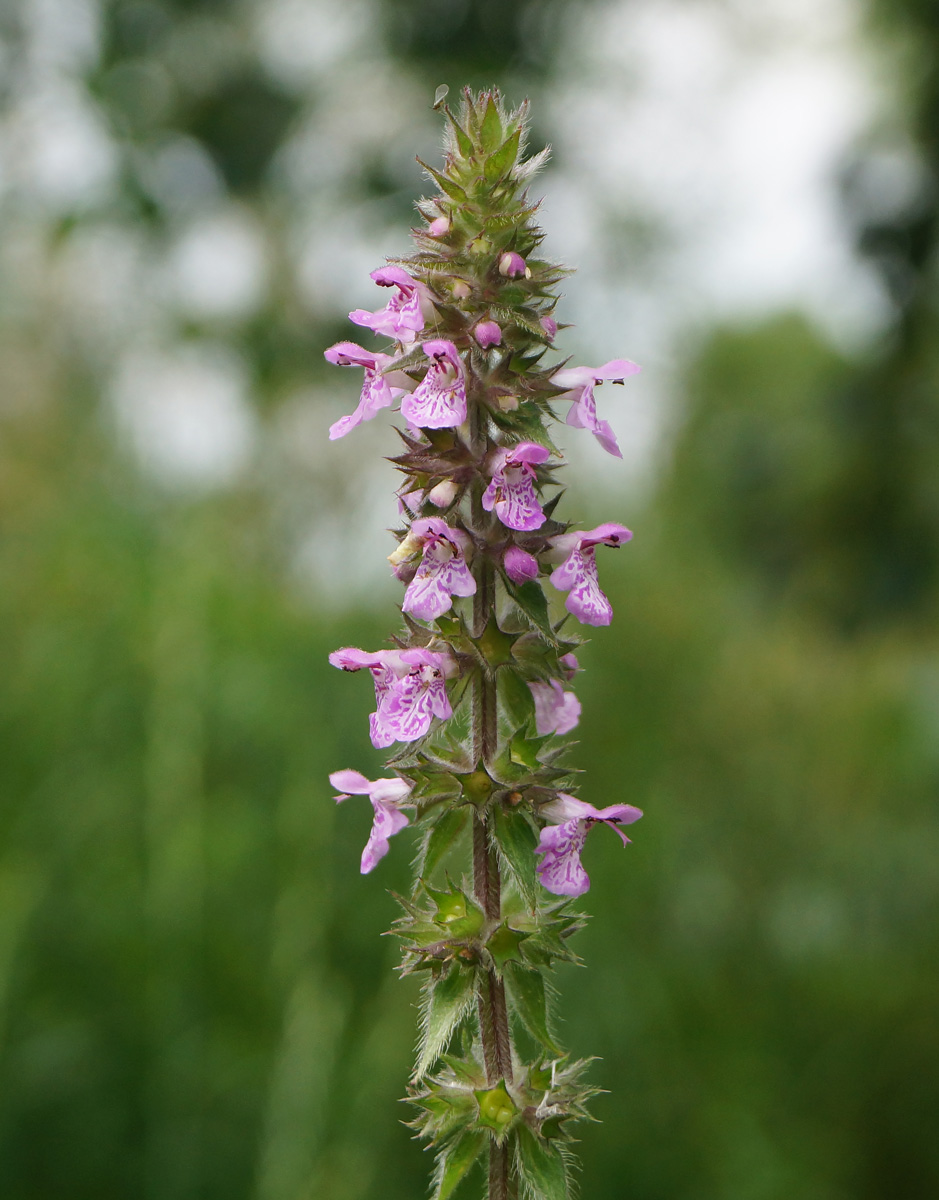 Image of Stachys palustris specimen.