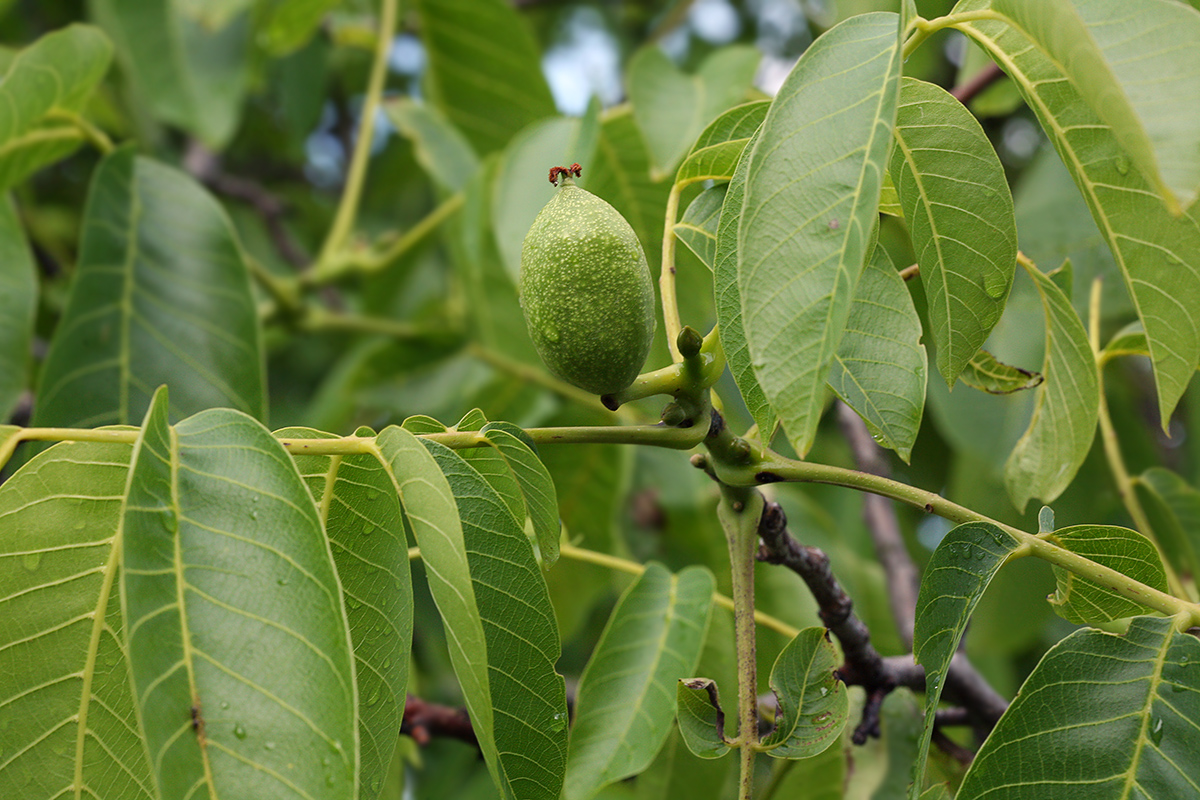 Image of Juglans regia specimen.