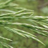 Festuca regeliana. Часть соцветия. Краснодарский край, Кущёвский р-н, станица Шкуринская, обочина дороги. 16.05.2010.