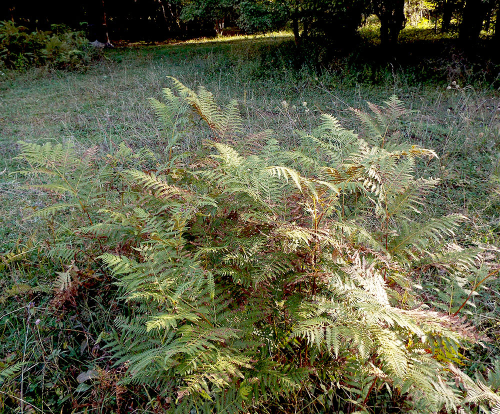 Image of Pteridium tauricum specimen.