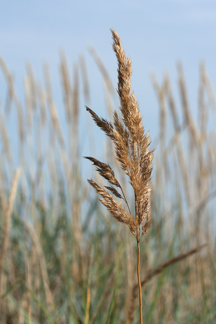 Image of Calamagrostis meinshausenii specimen.