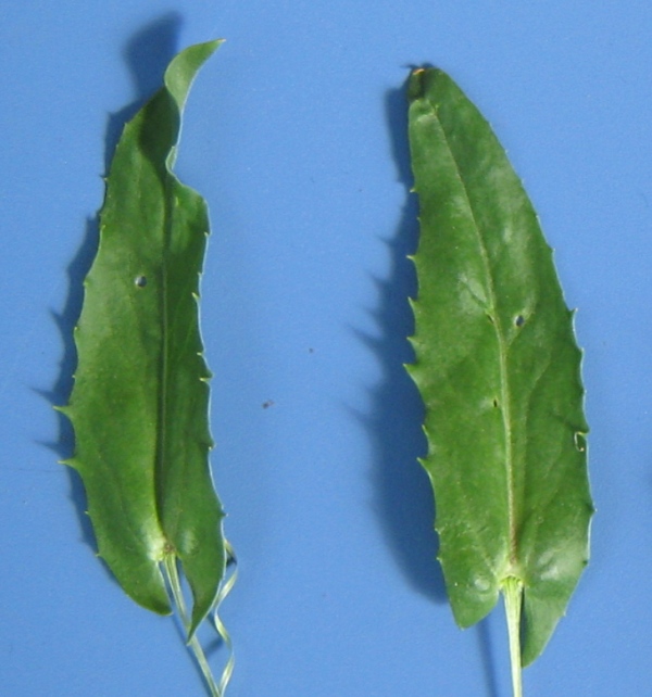 Image of Cardaria draba specimen.