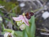 Ophrys subspecies elegans