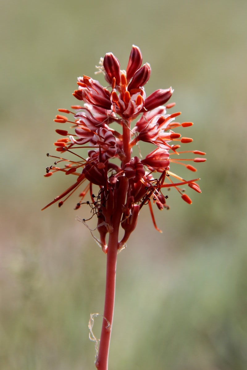 Image of Eremurus cristatus specimen.