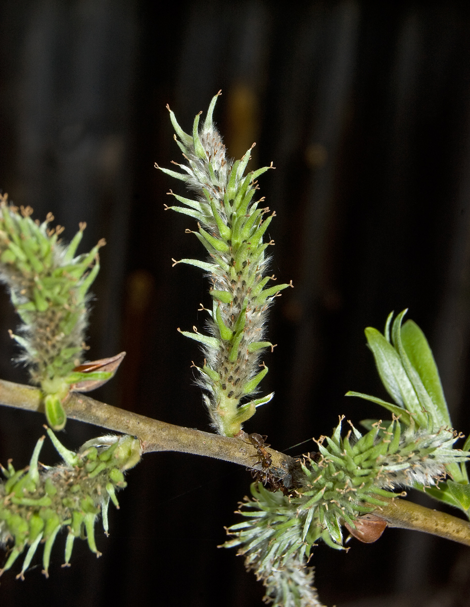 Image of Salix gmelinii specimen.