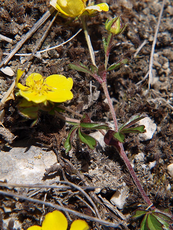 Изображение особи Potentilla crantzii.