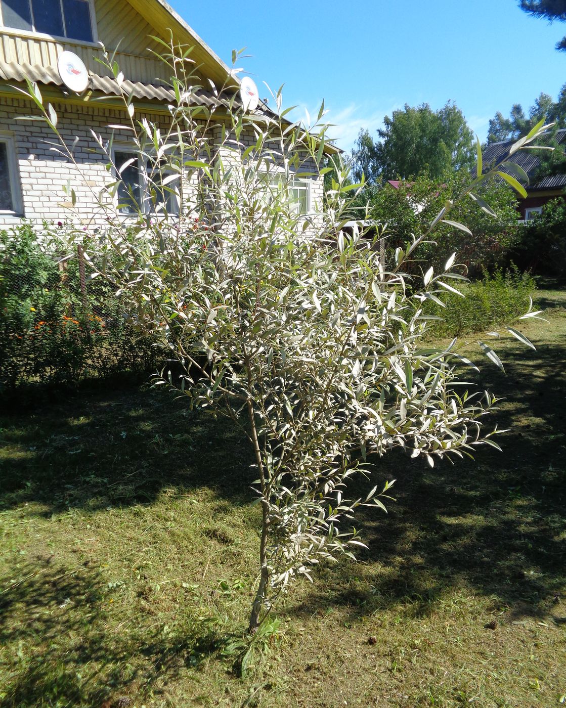 Изображение особи Salix alba.