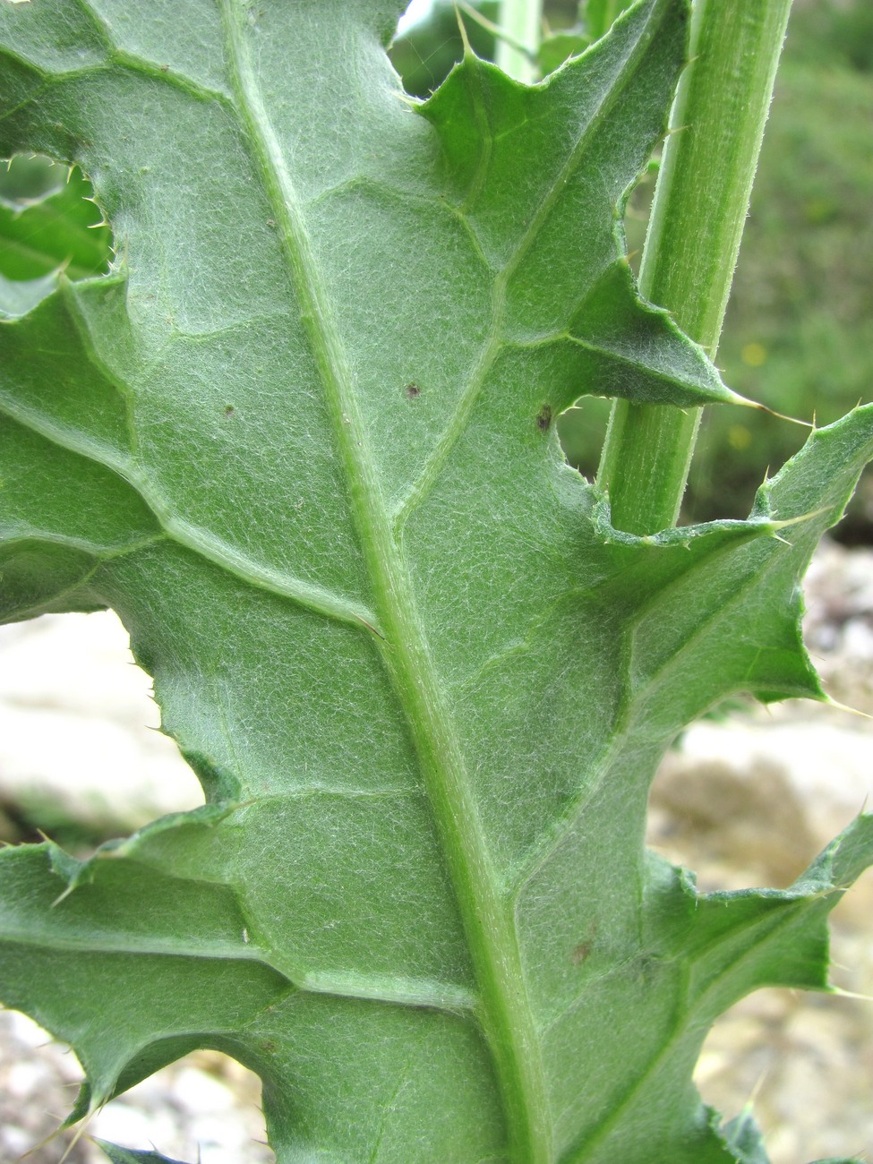 Изображение особи Cirsium uliginosum.