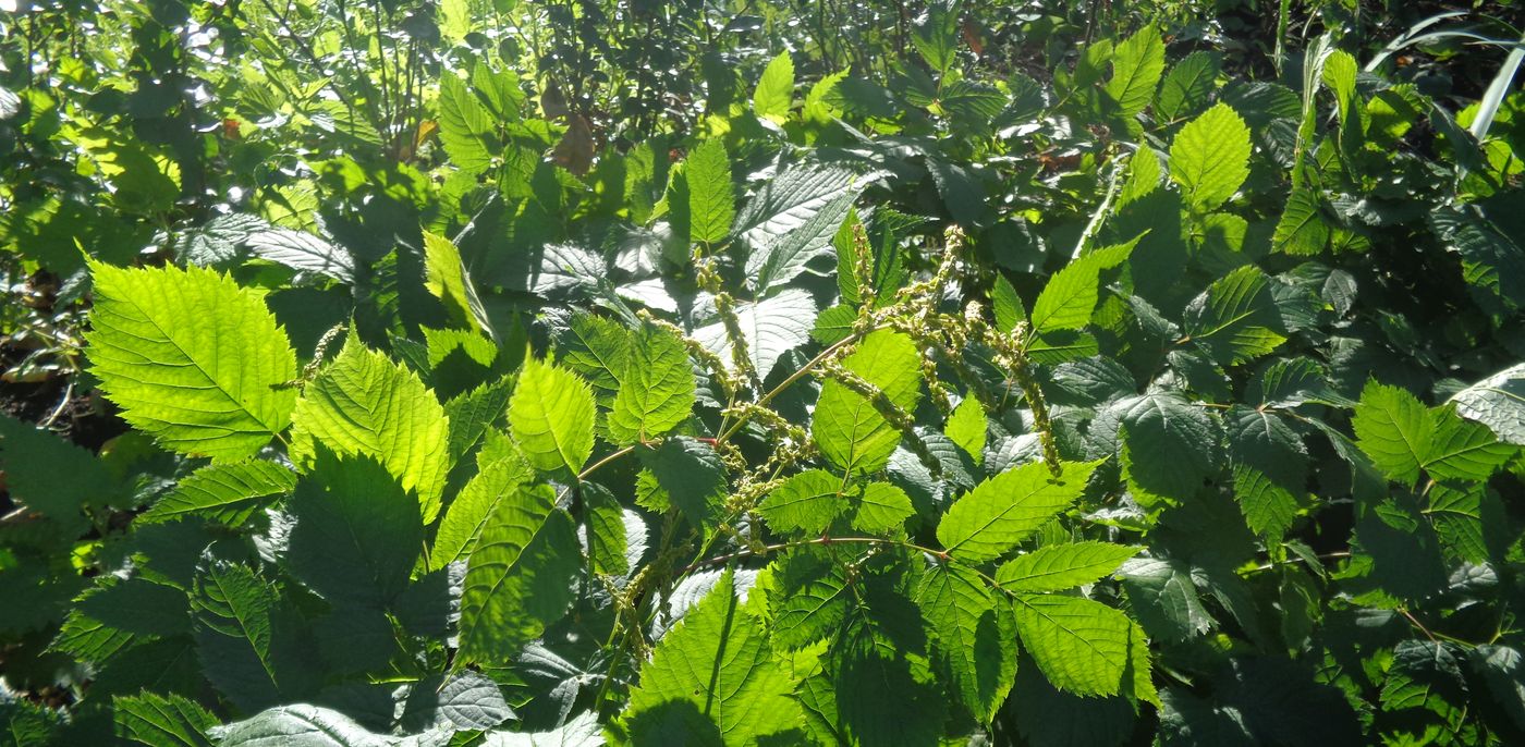 Image of genus Aruncus specimen.