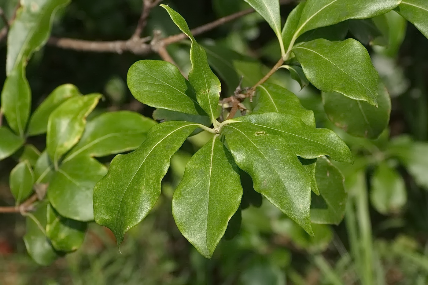 Image of genus Pittosporum specimen.