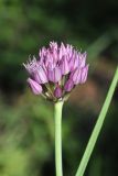 Allium ampeloprasum