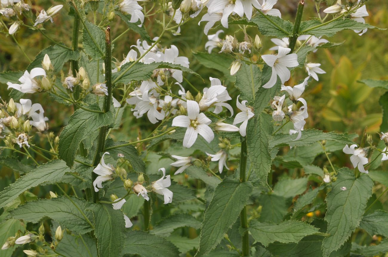 Image of Gadellia lactiflora specimen.