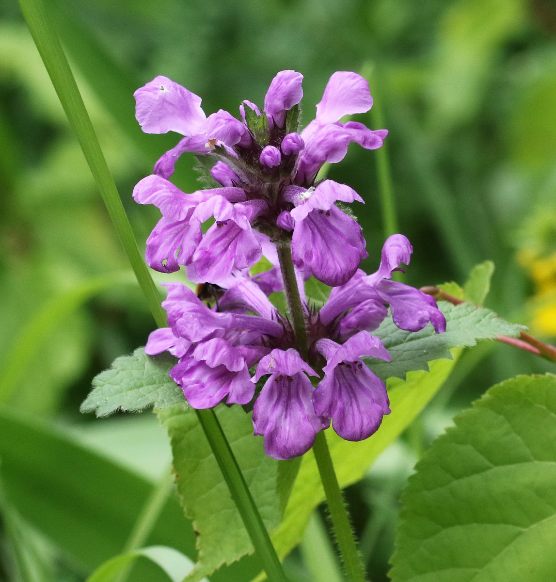 Изображение особи Betonica macrantha.