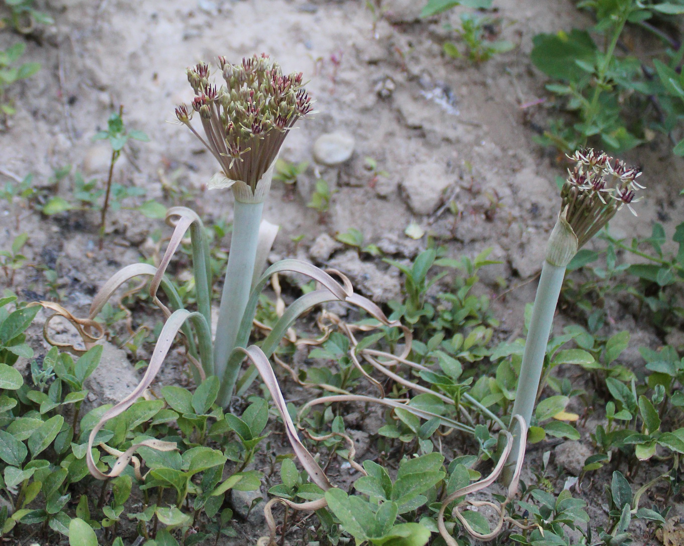 Изображение особи Allium helicophyllum.