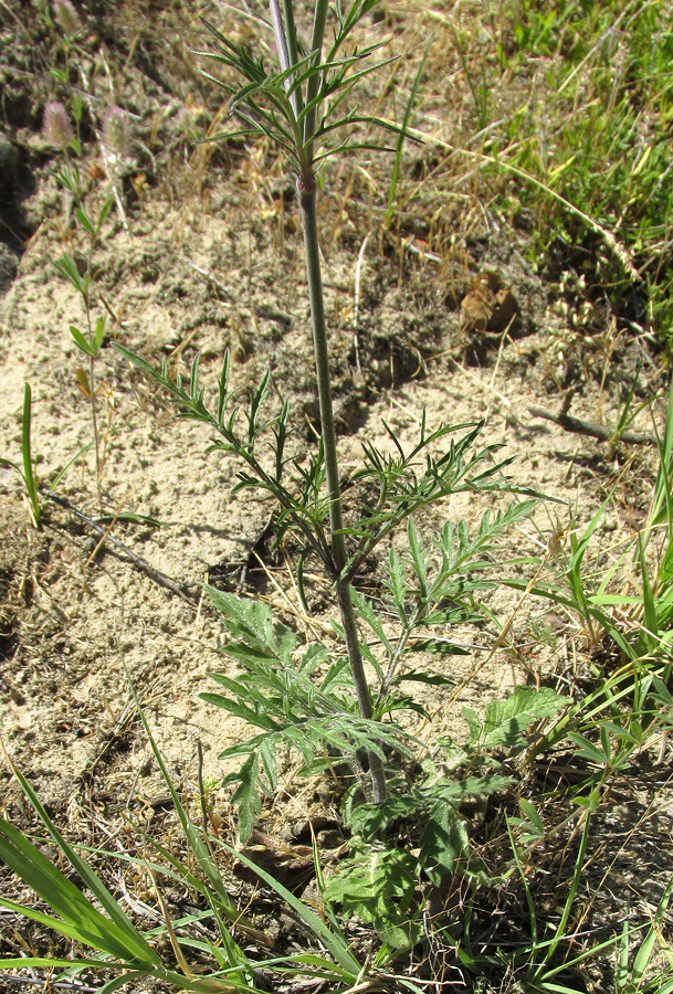 Изображение особи Scabiosa ochroleuca.