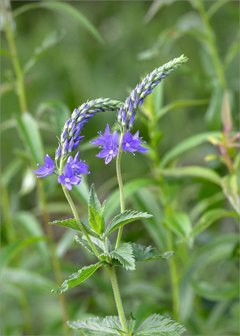 Изображение особи Veronica teucrium.