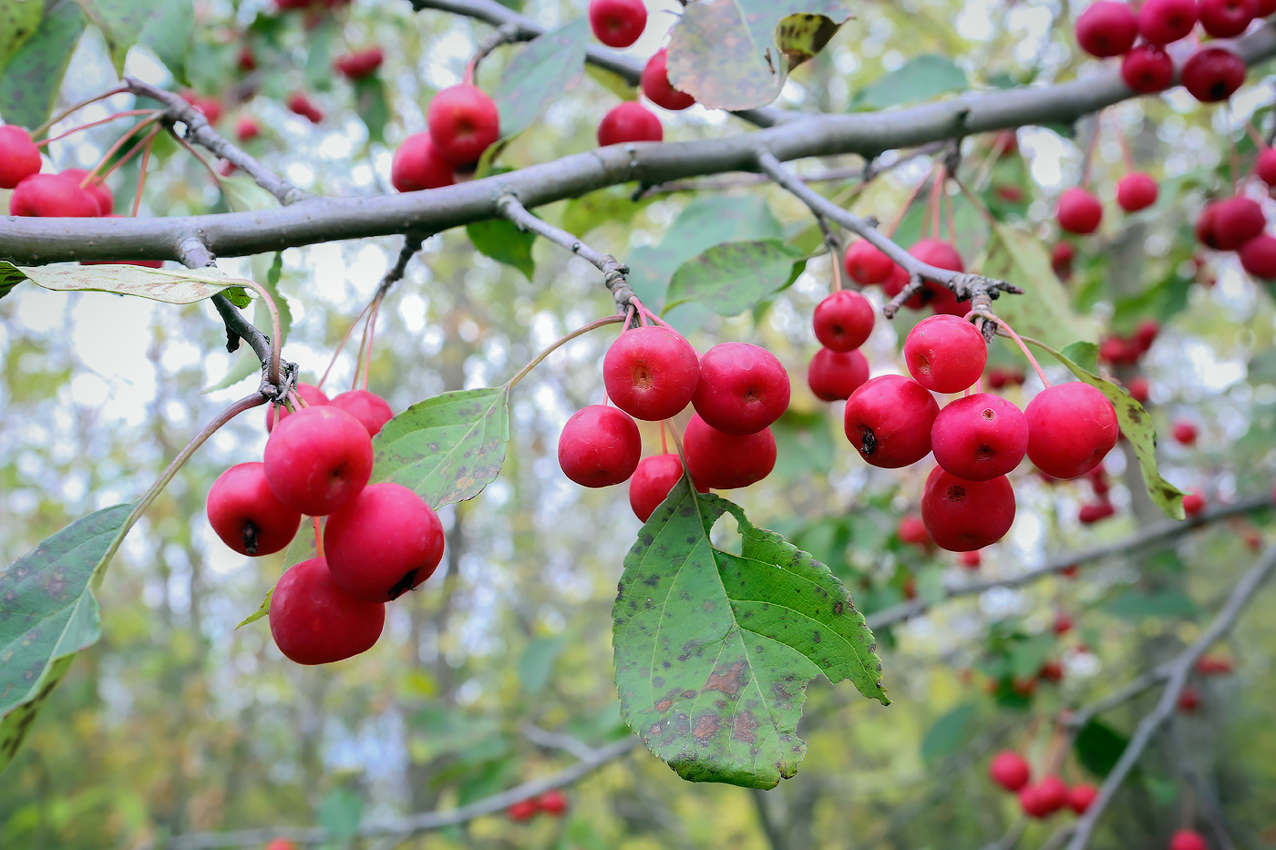 Изображение особи Malus baccata.