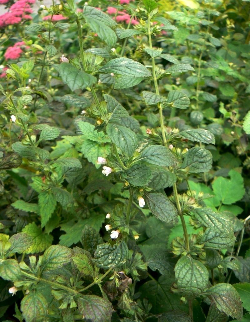 Image of Melissa officinalis specimen.