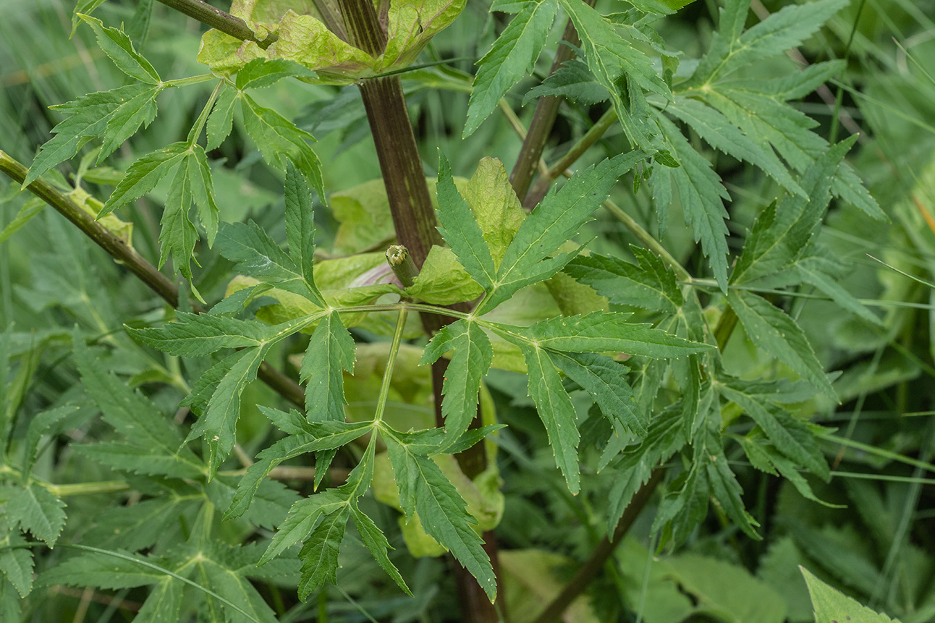 Image of Agasyllis latifolia specimen.