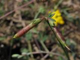 Lotus corniculatus. Плоды. Крым, Байдарская долина. 30 июля 2010 г.