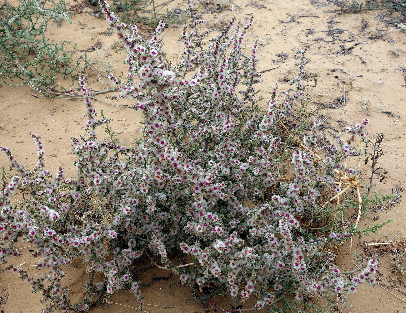 Изображение особи род Salsola.