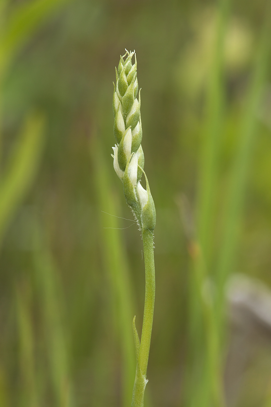 Изображение особи Spiranthes australis.