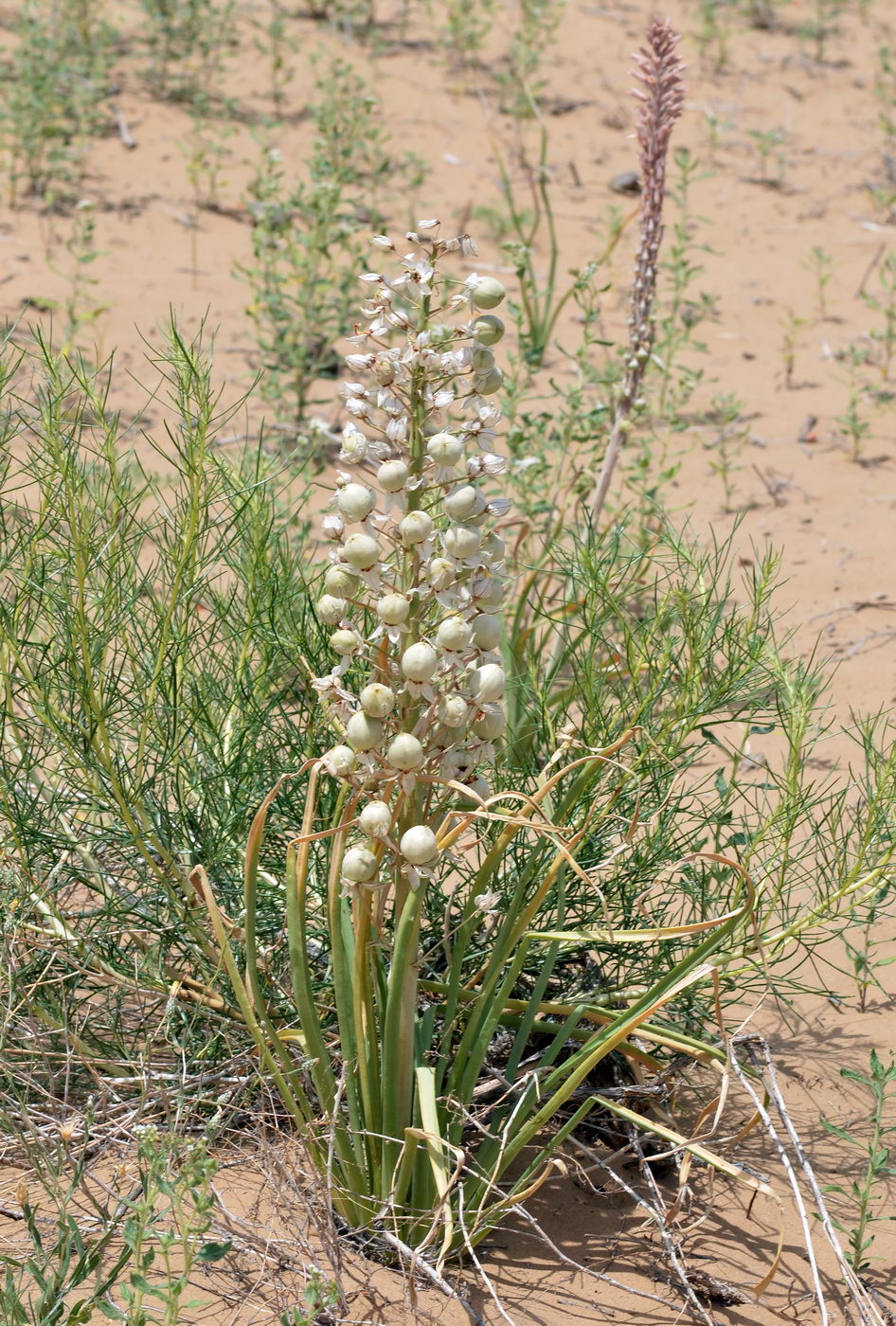 Image of Eremurus anisopterus specimen.