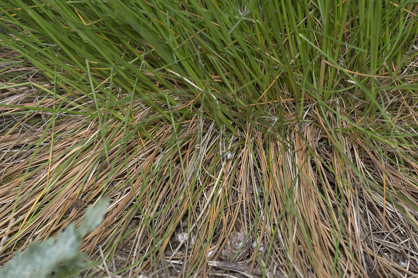 Овсяница Луговая (Festuca pratensis)