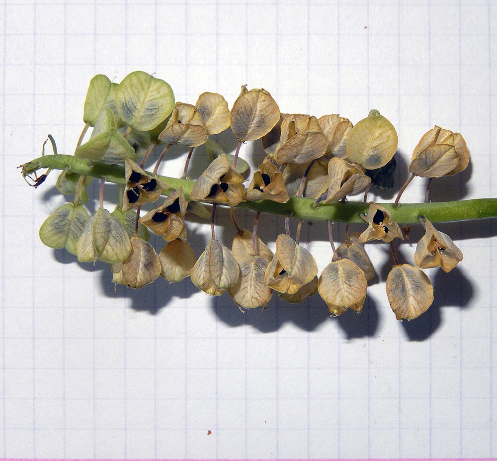 Image of Muscari armeniacum specimen.