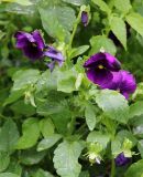 genus Viola