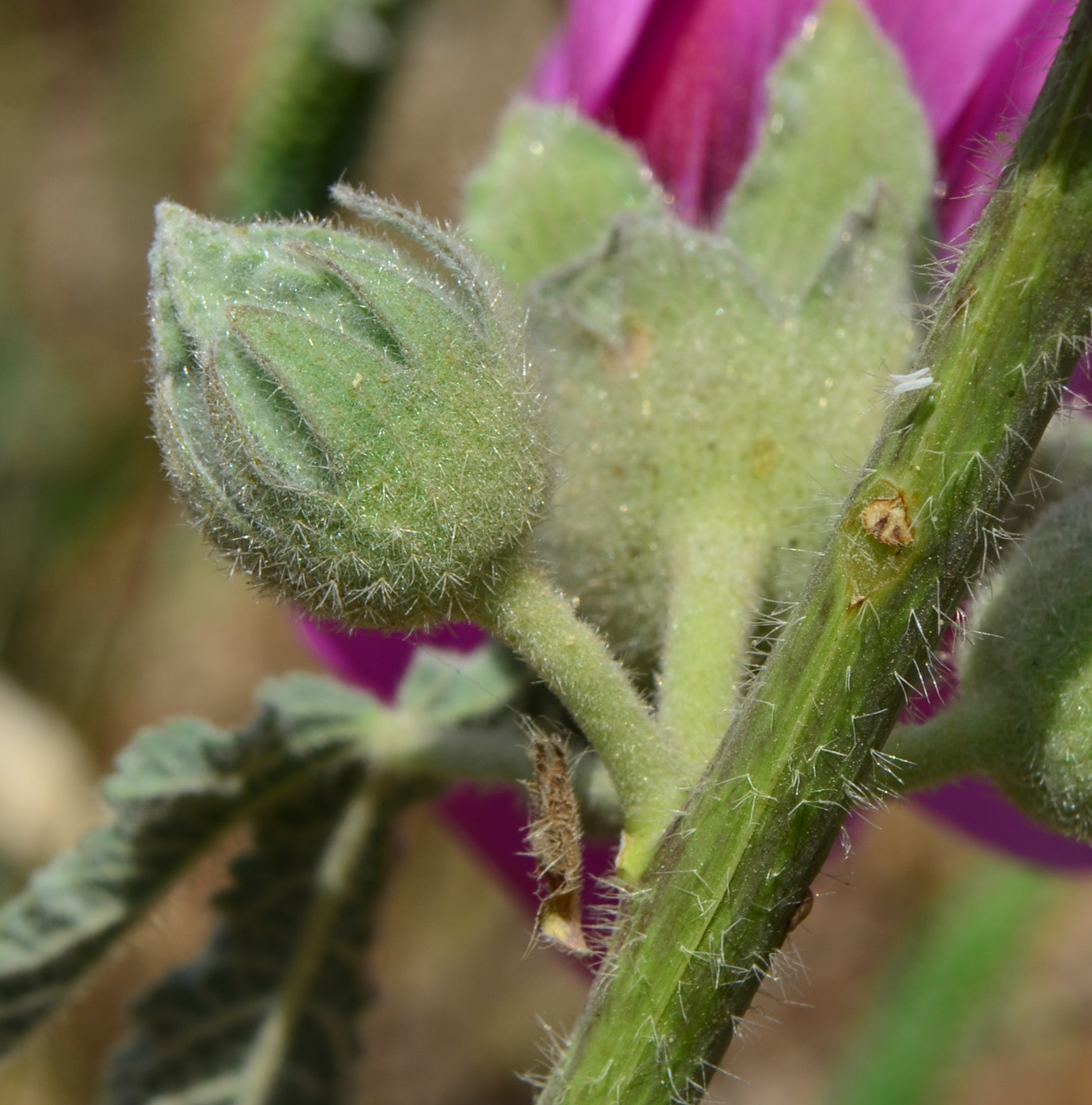 Изображение особи Alcea setosa.