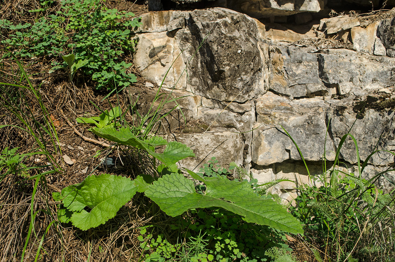 Image of Salvia verticillata specimen.